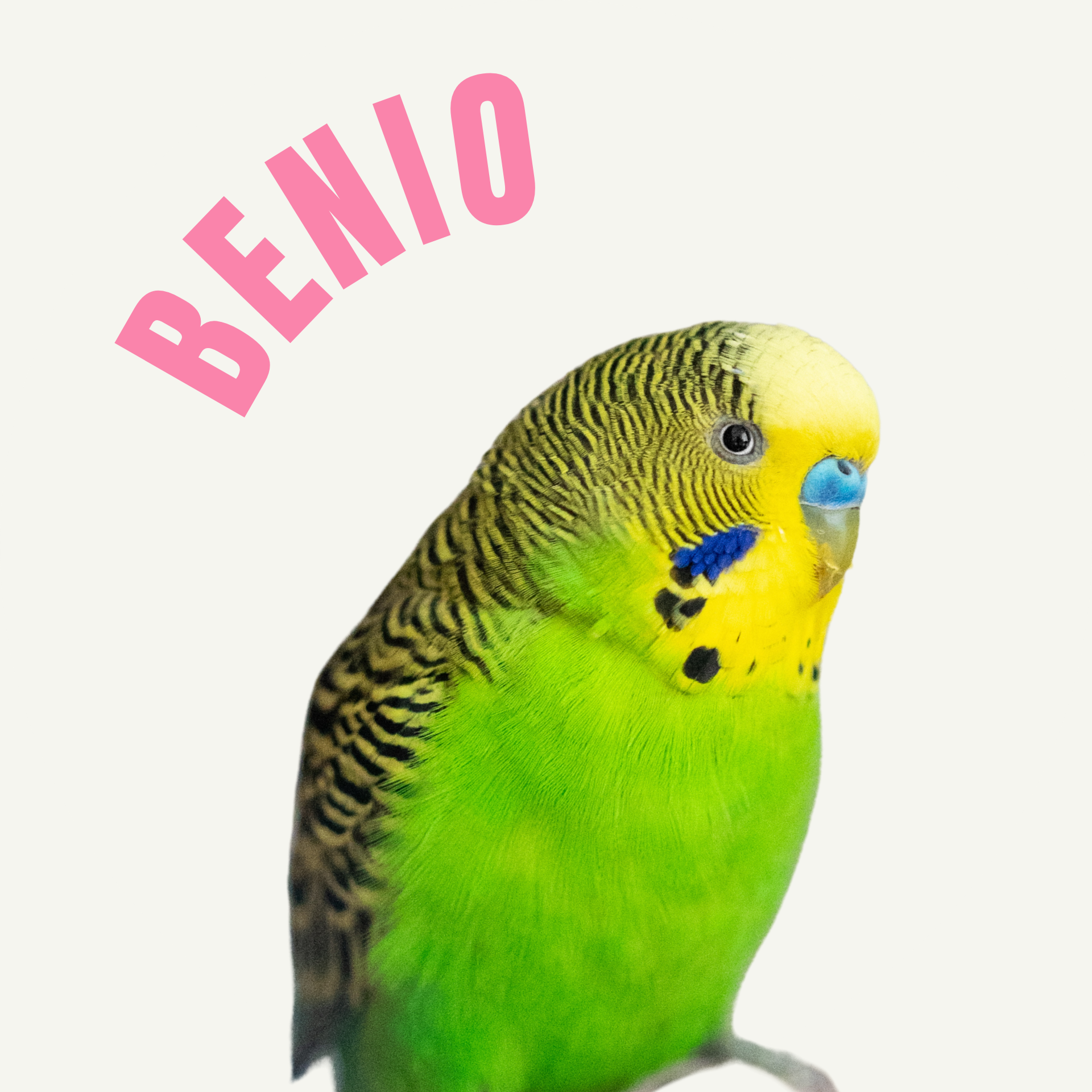 Benio - papużka falista