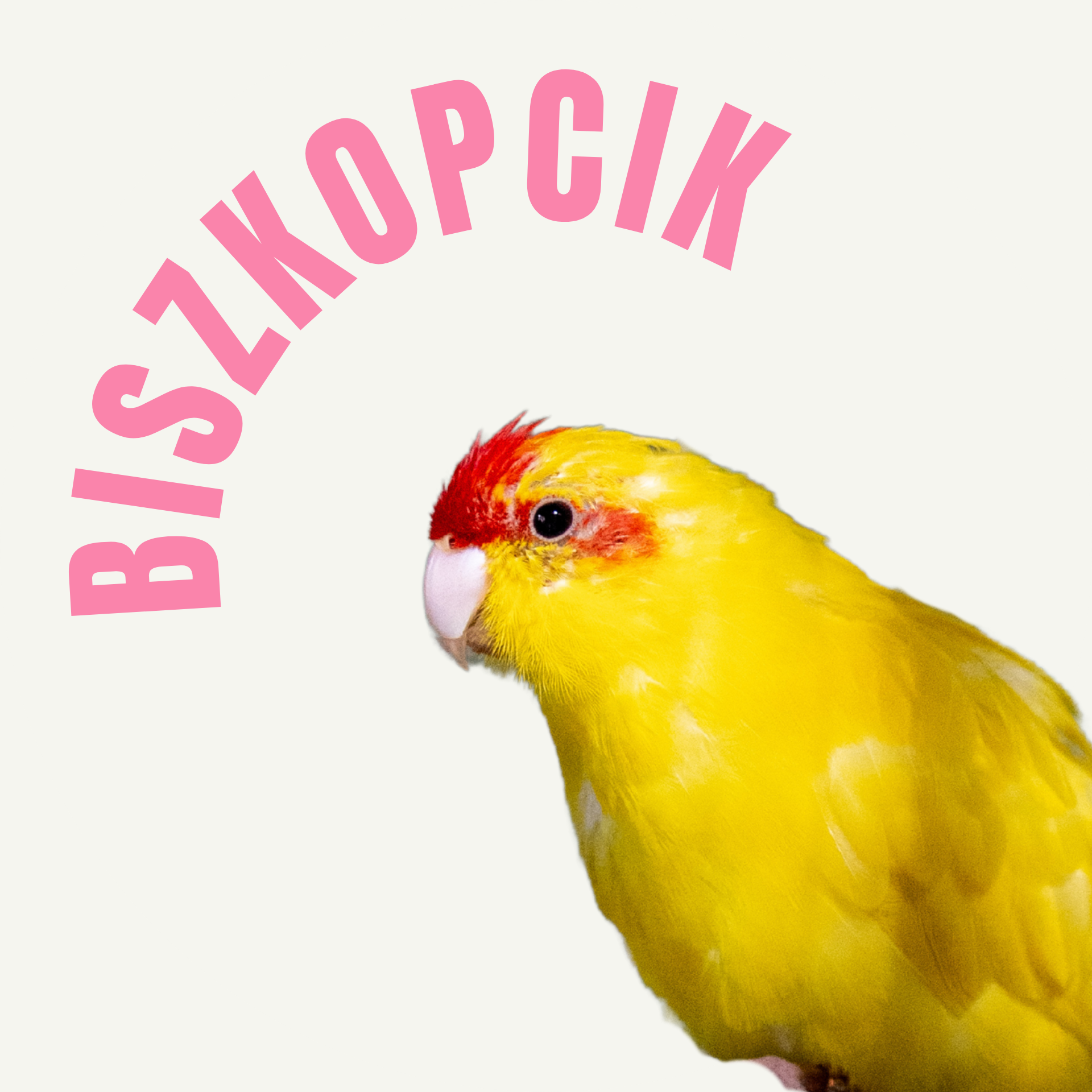 Biszkopcik - modrolotka