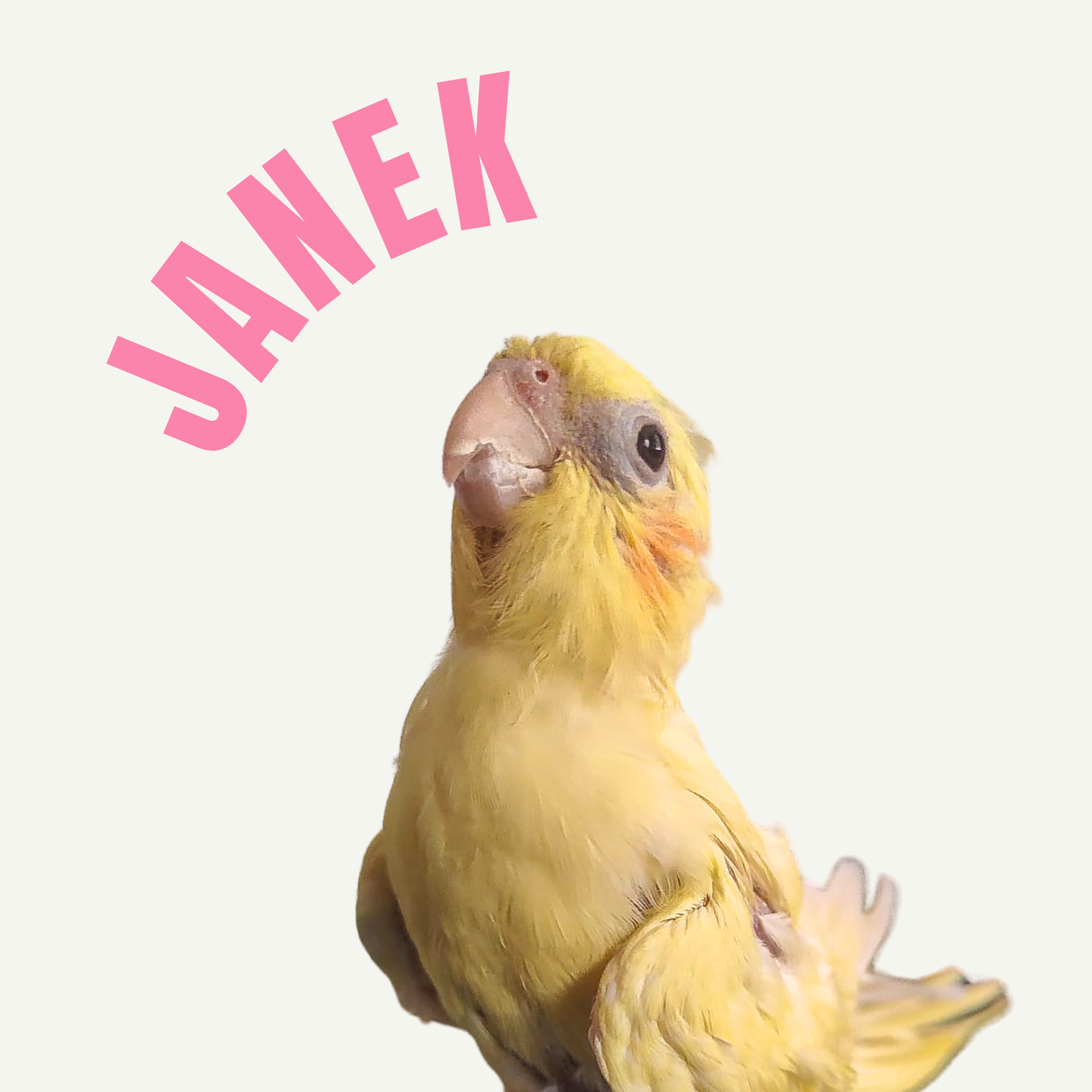Janek - nimfa