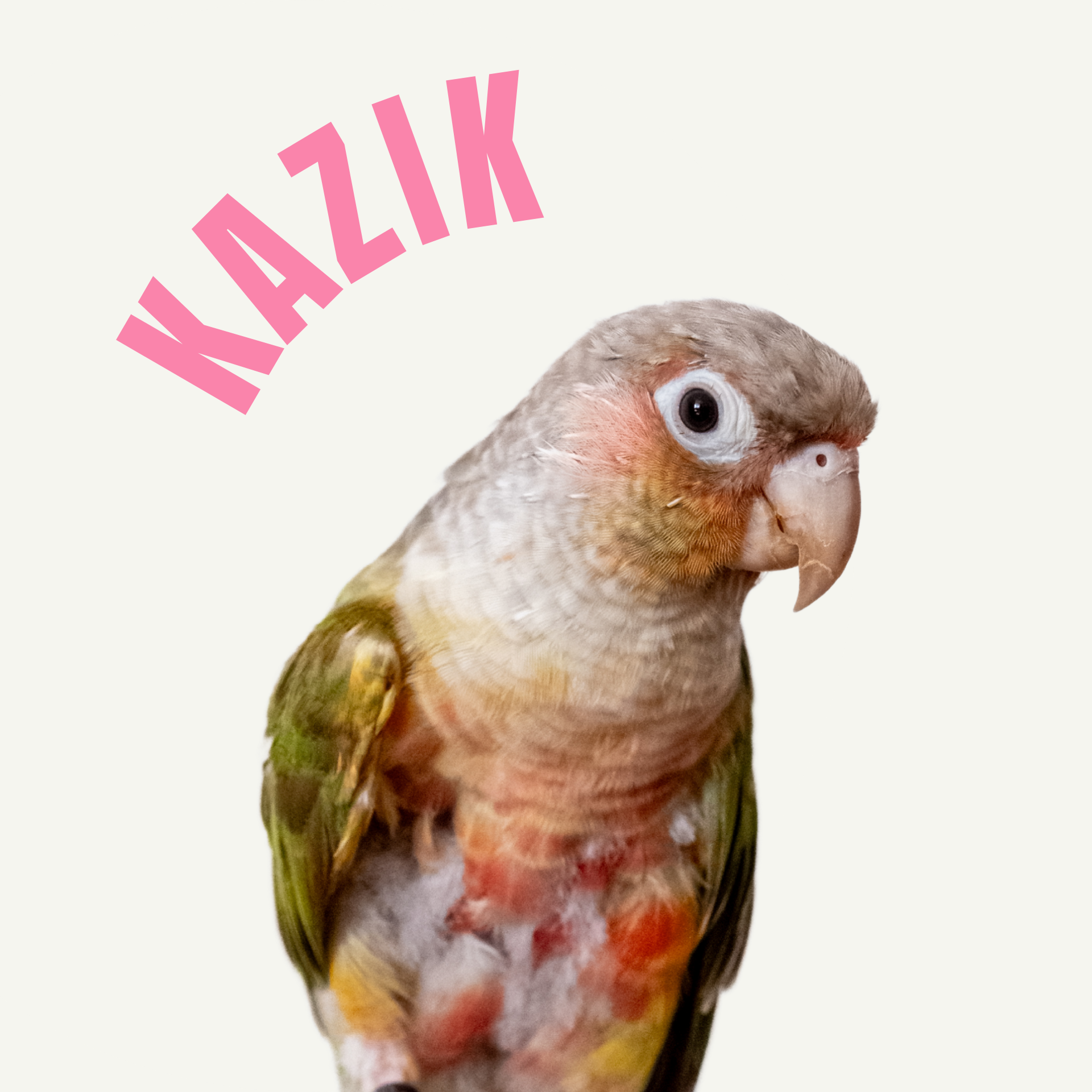 Kazik - rudosterka