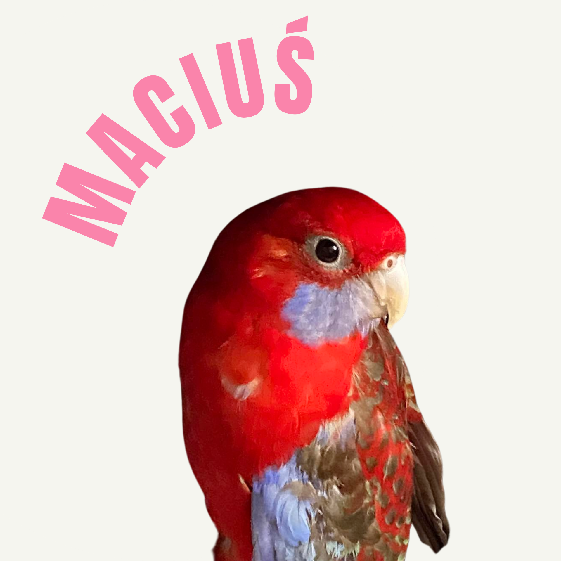 Maciuś - rozella