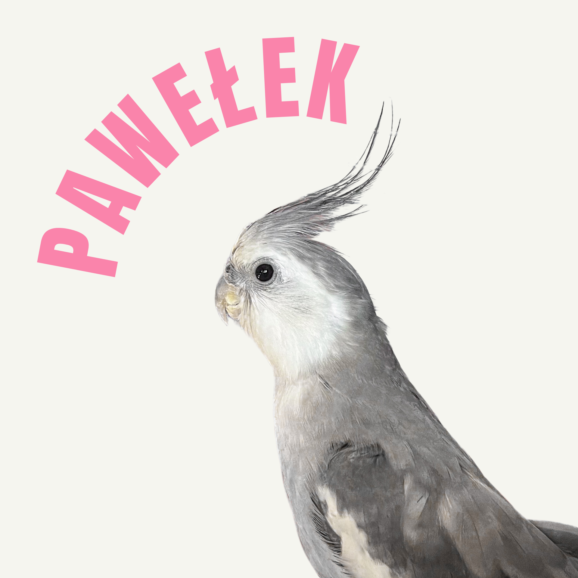 Pawełek - nimfa