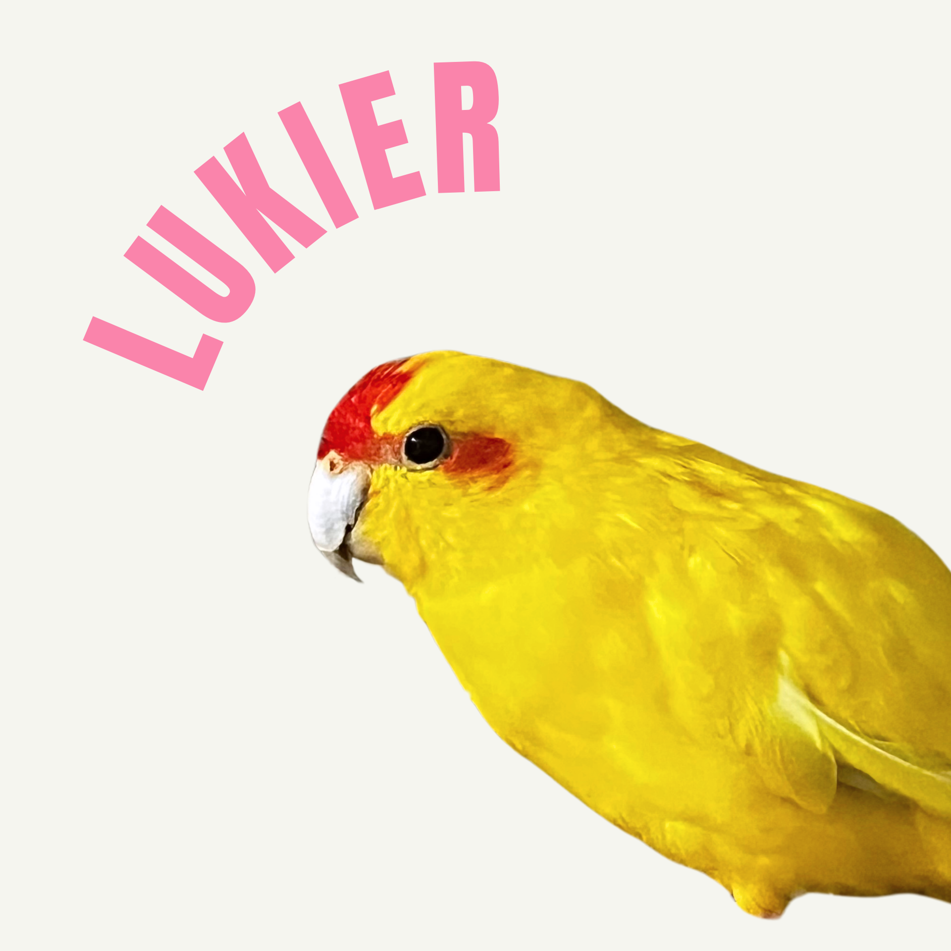 Lukier - modrolotka