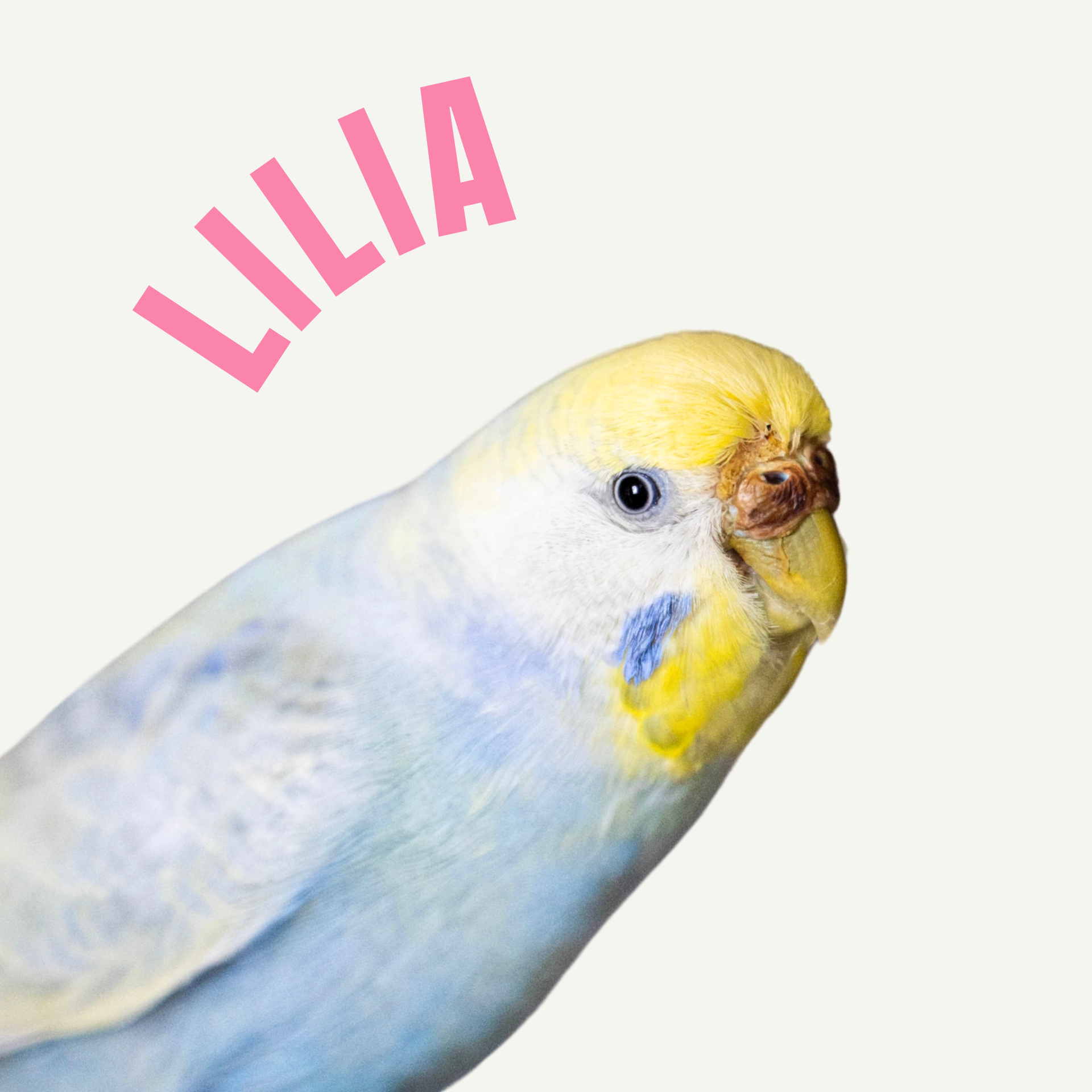 Lilia-papużka-falista