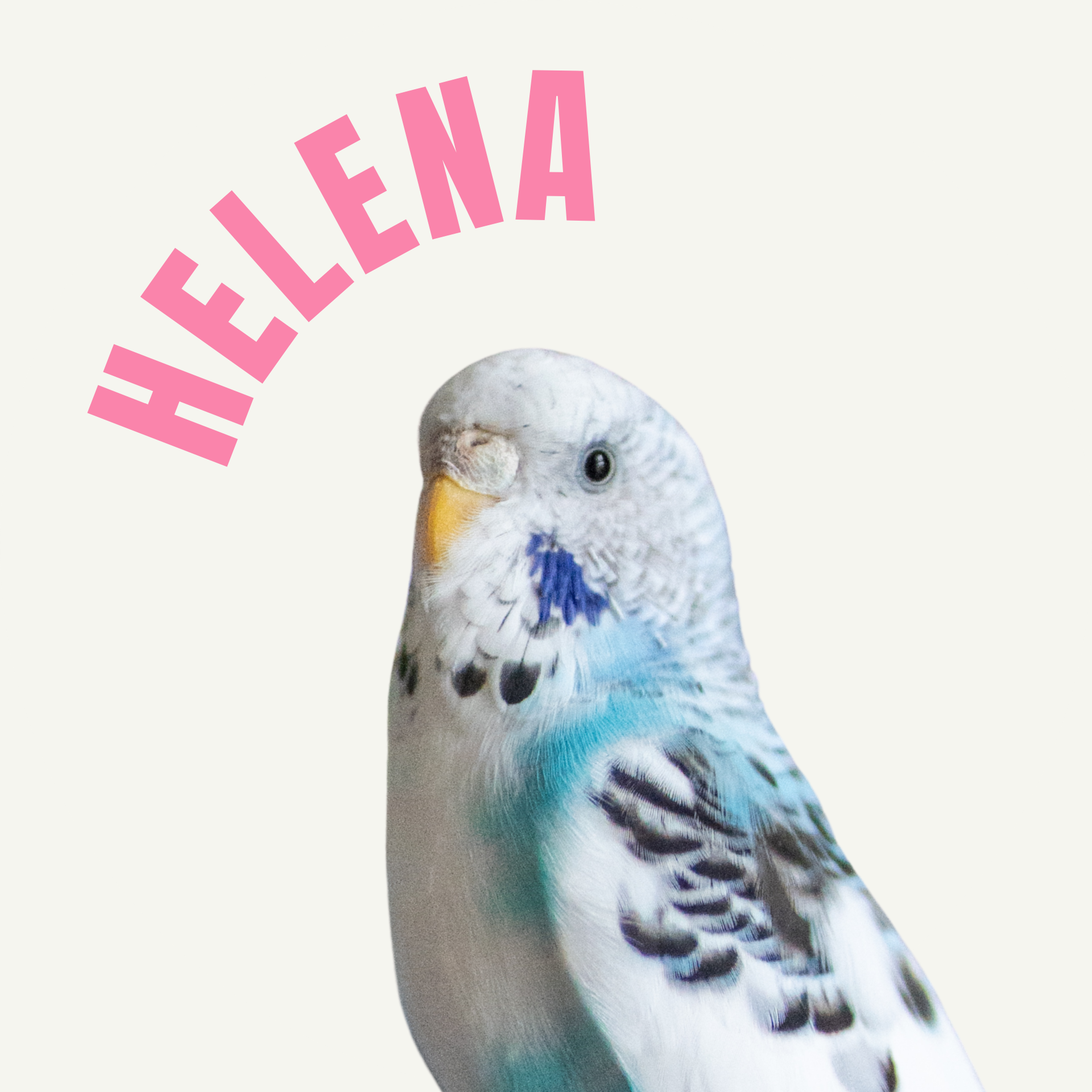Helena - papużka falista