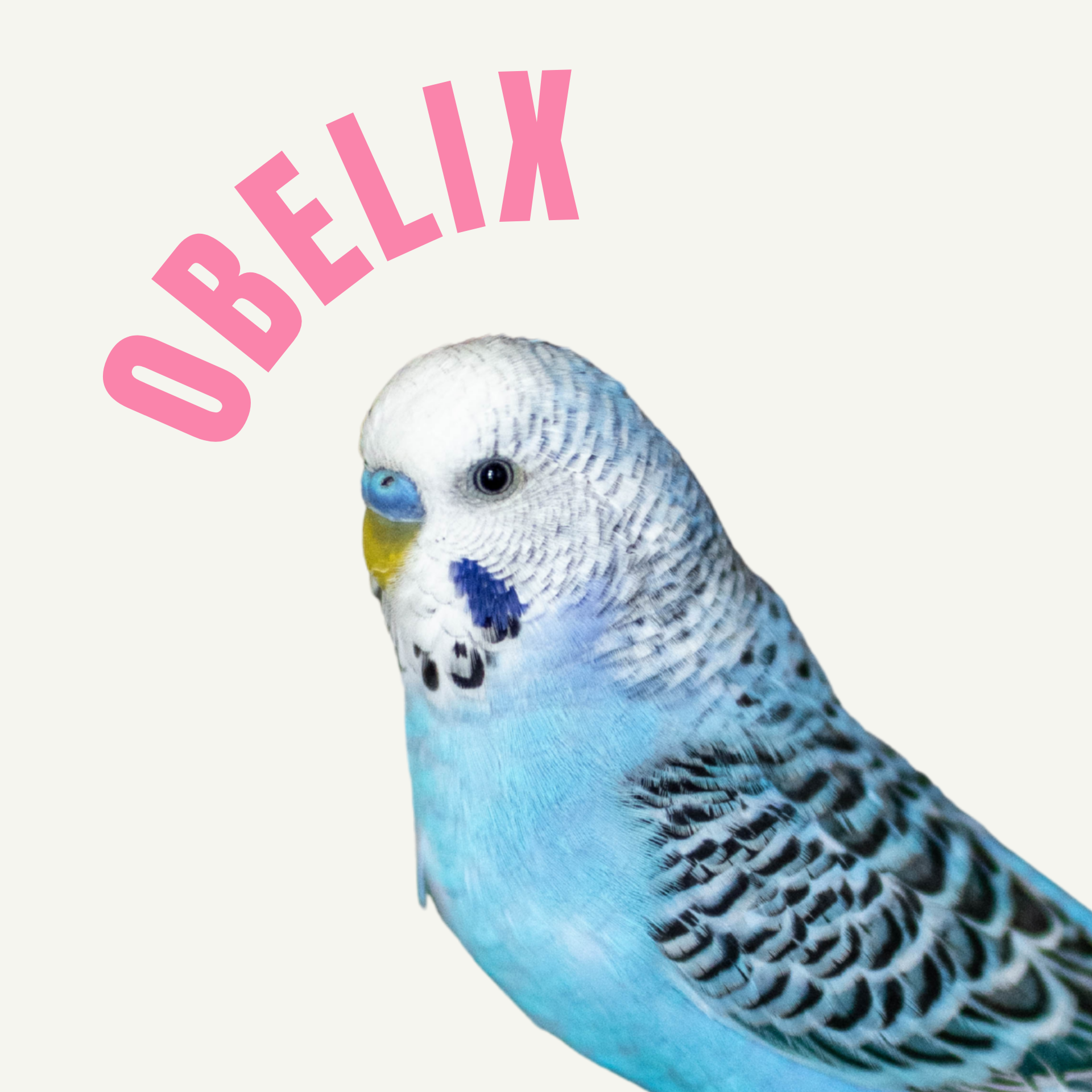 Papużka falista - Obelix