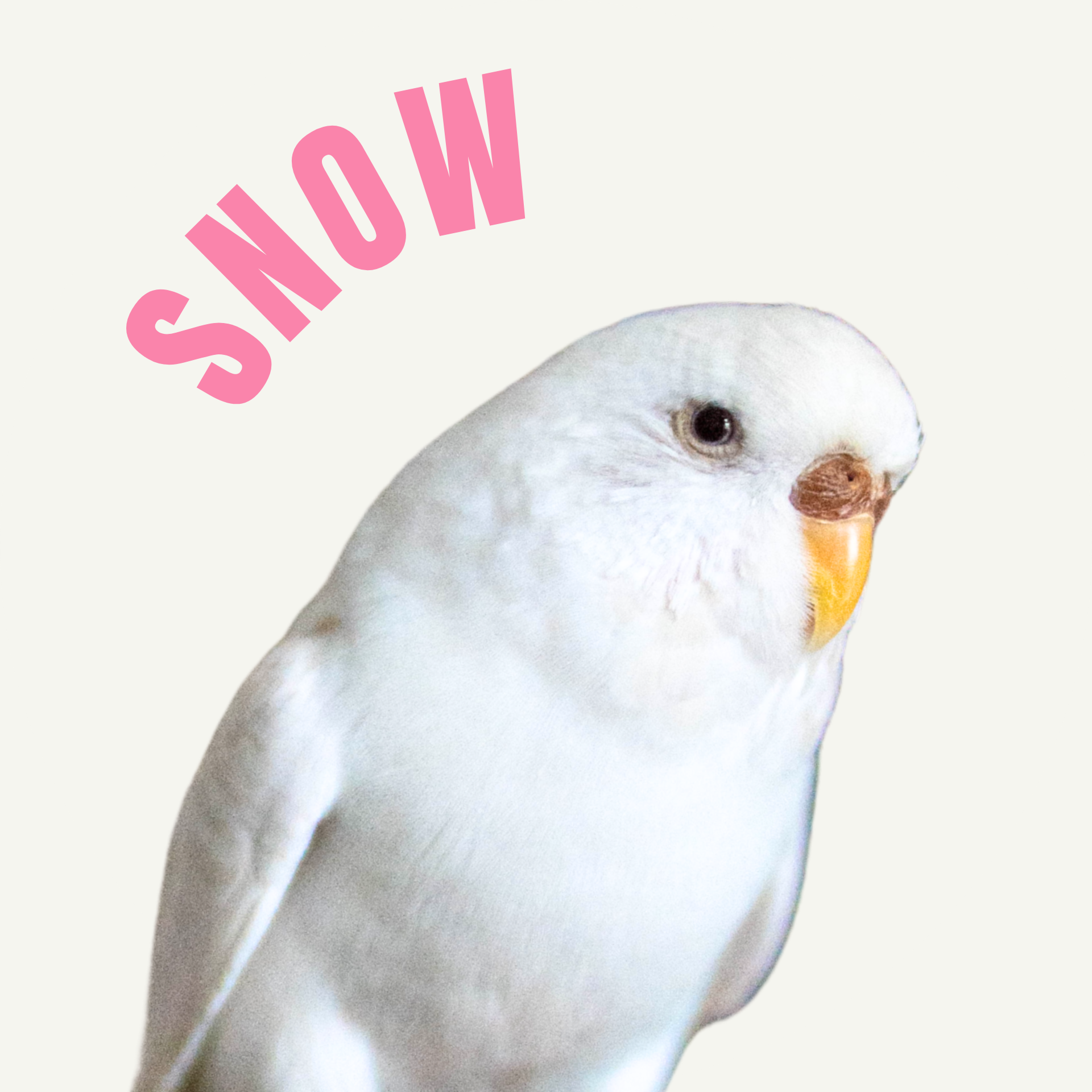 Papużka falista - Snow