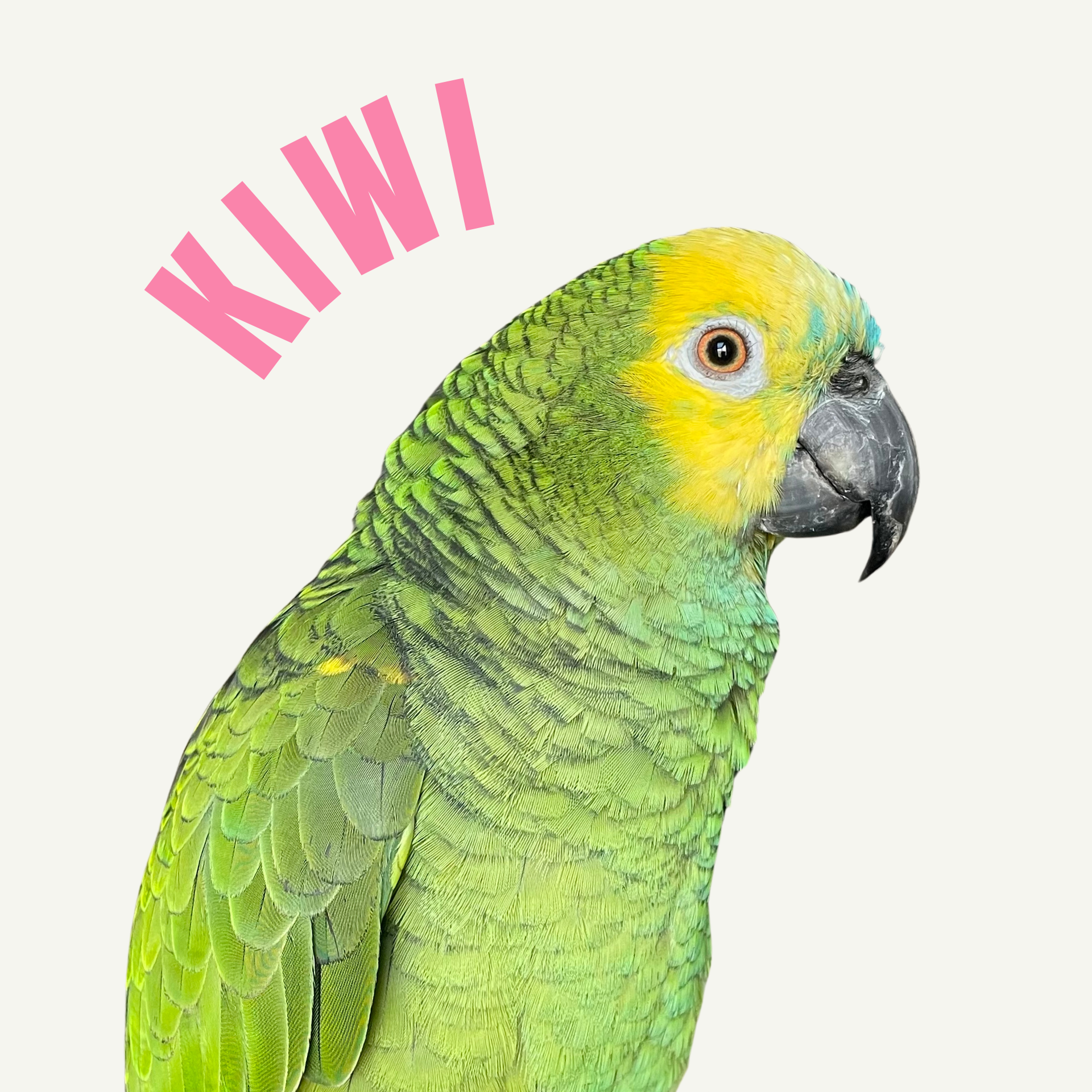 Amazonka niebieskoczelna - Kiwi
