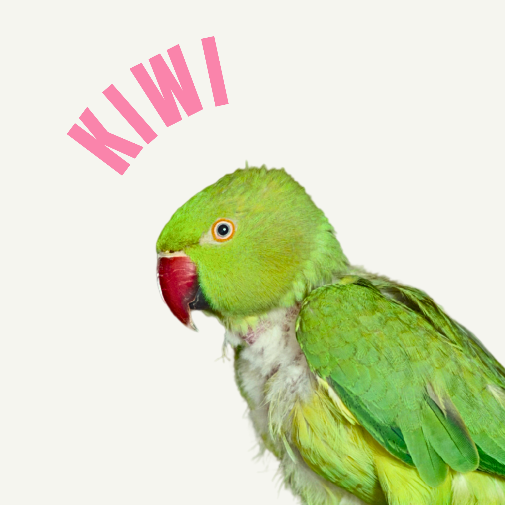Aleksandretta - Kiwi