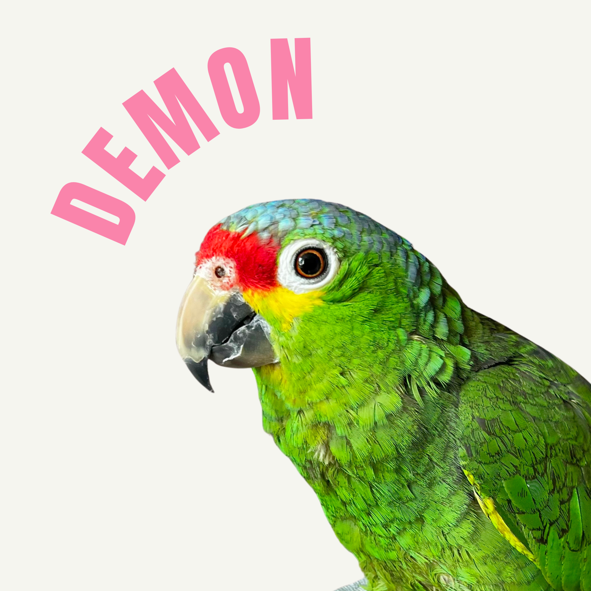 Amazonka zmienna - Demon
