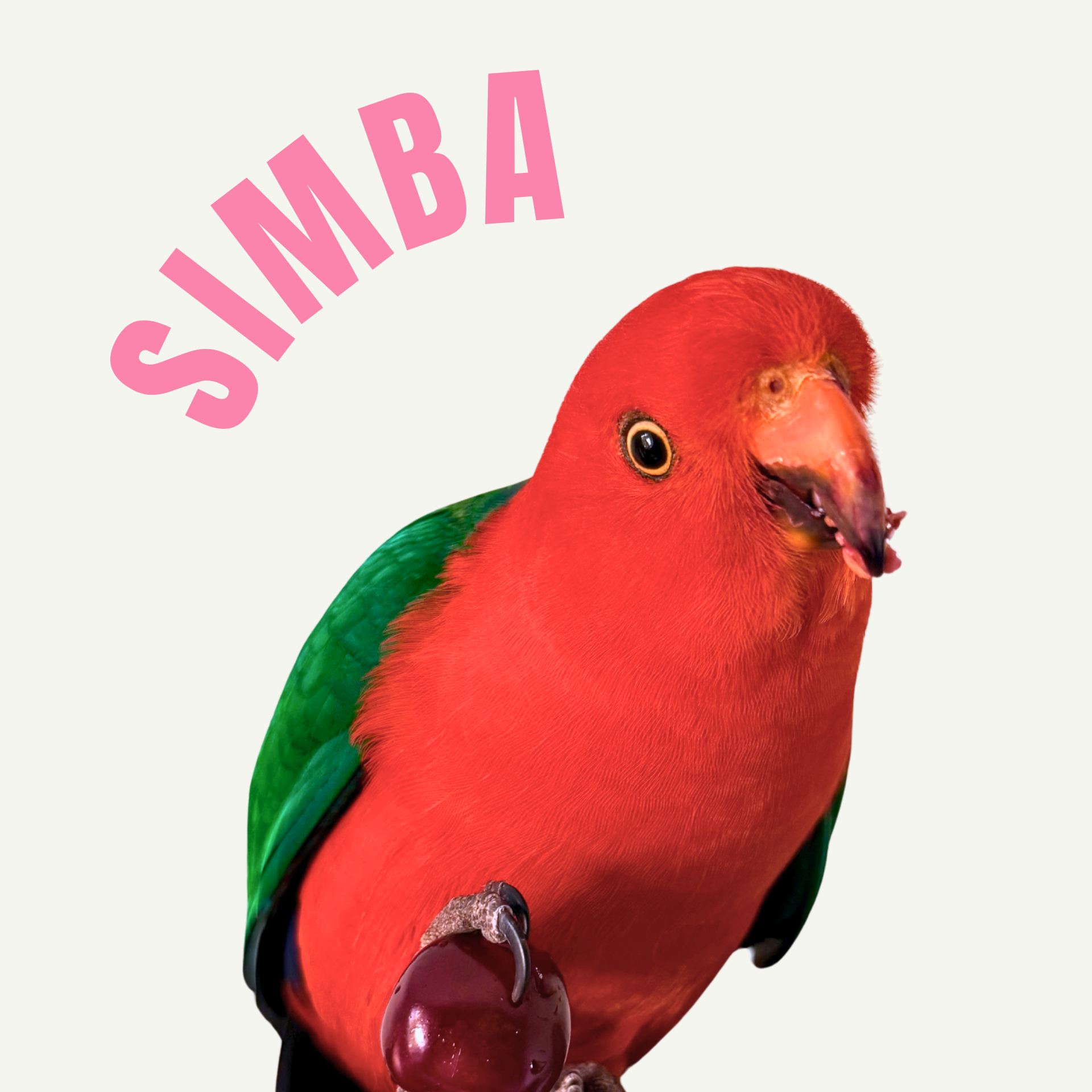 Szkarłatka - Simba